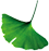A ginko leaf