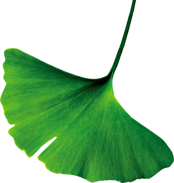 A ginko leaf
